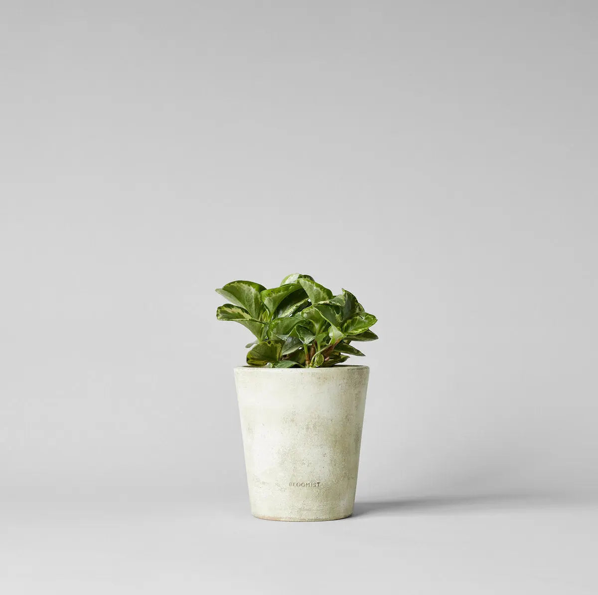 Basic Planter, White Patina Bloomist