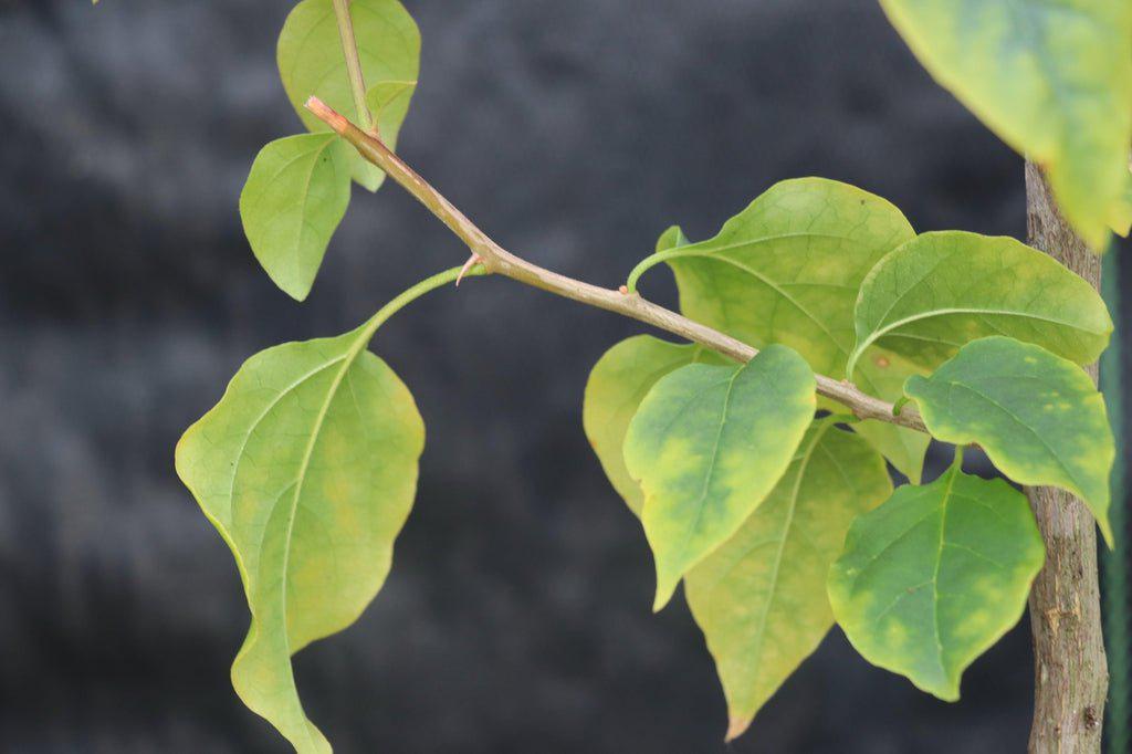 Bougainvillea Bonsai Tree Love My Bonsai