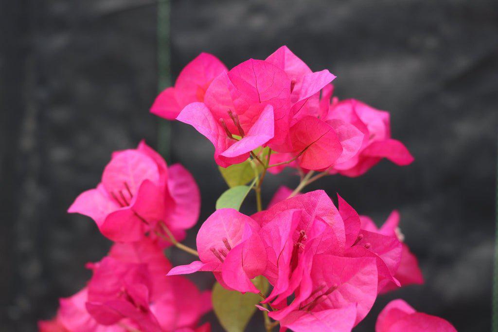 Bougainvillea Bonsai Tree Love My Bonsai