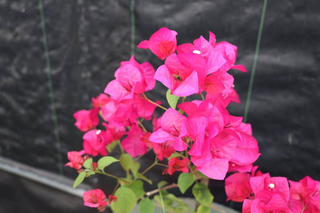 Bougainvillea Bonsai Tree Love My Bonsai