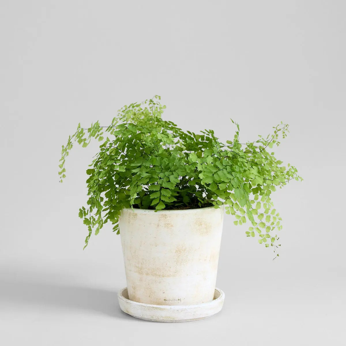 Basic Planter, White Patina Bloomist