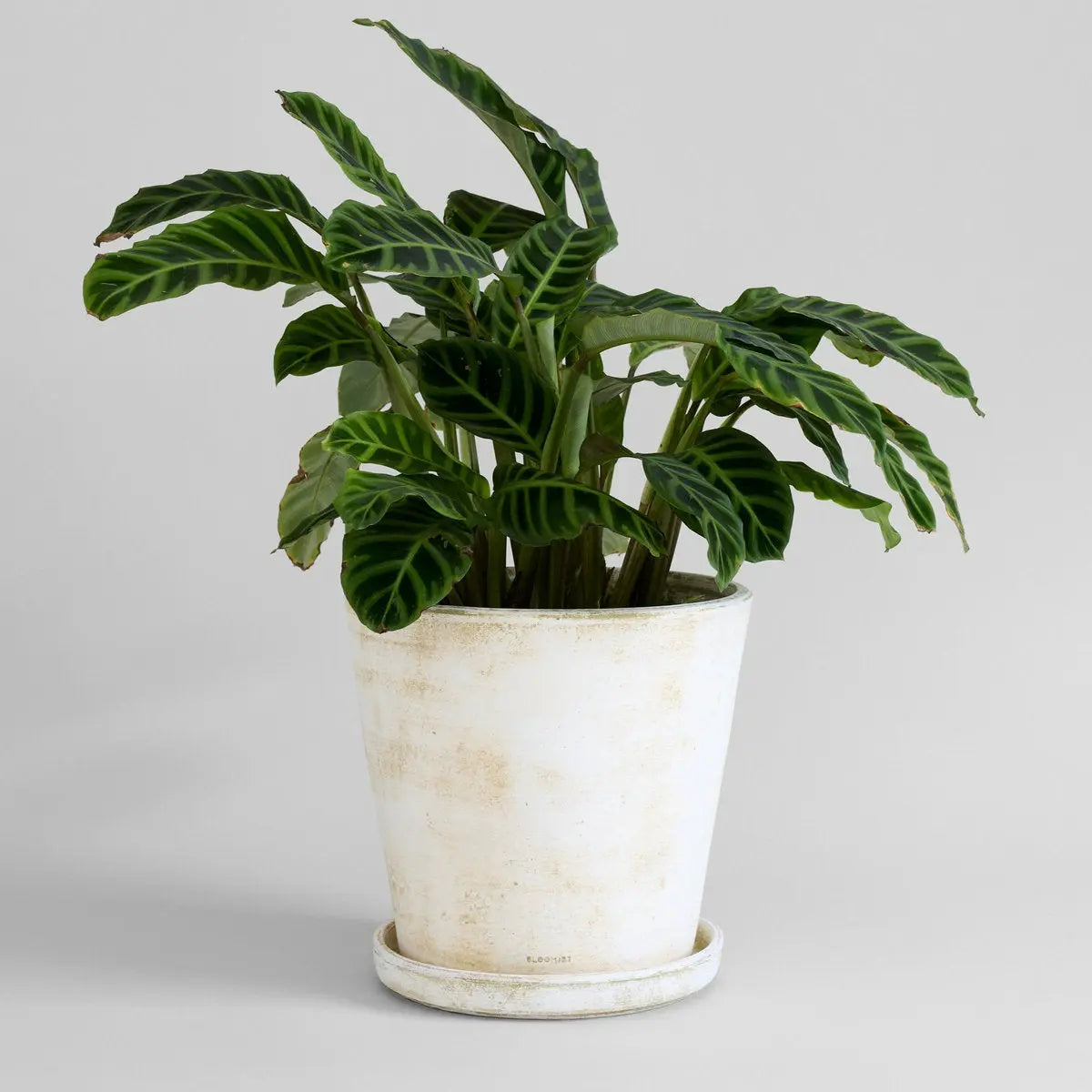 Basic Planter, White Patina Bloomist