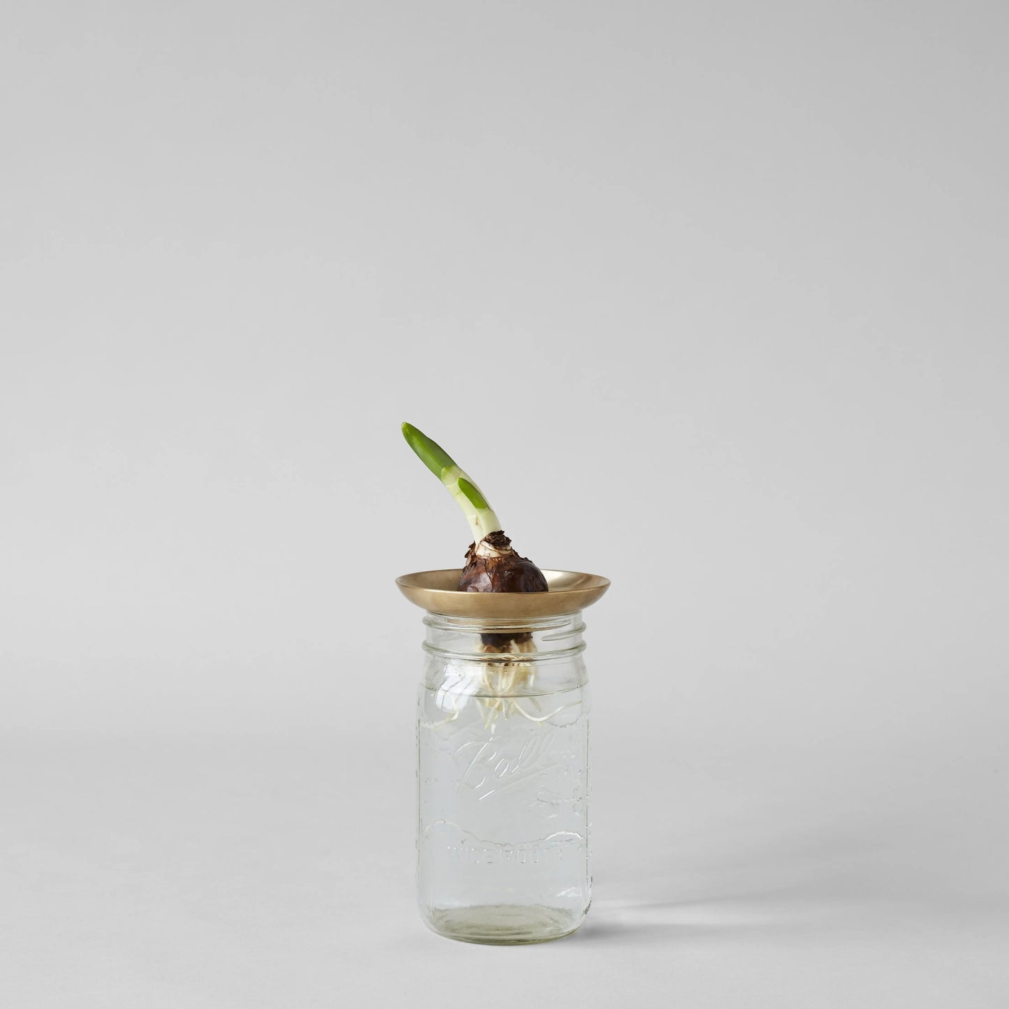 Brass Frogs Bloomist