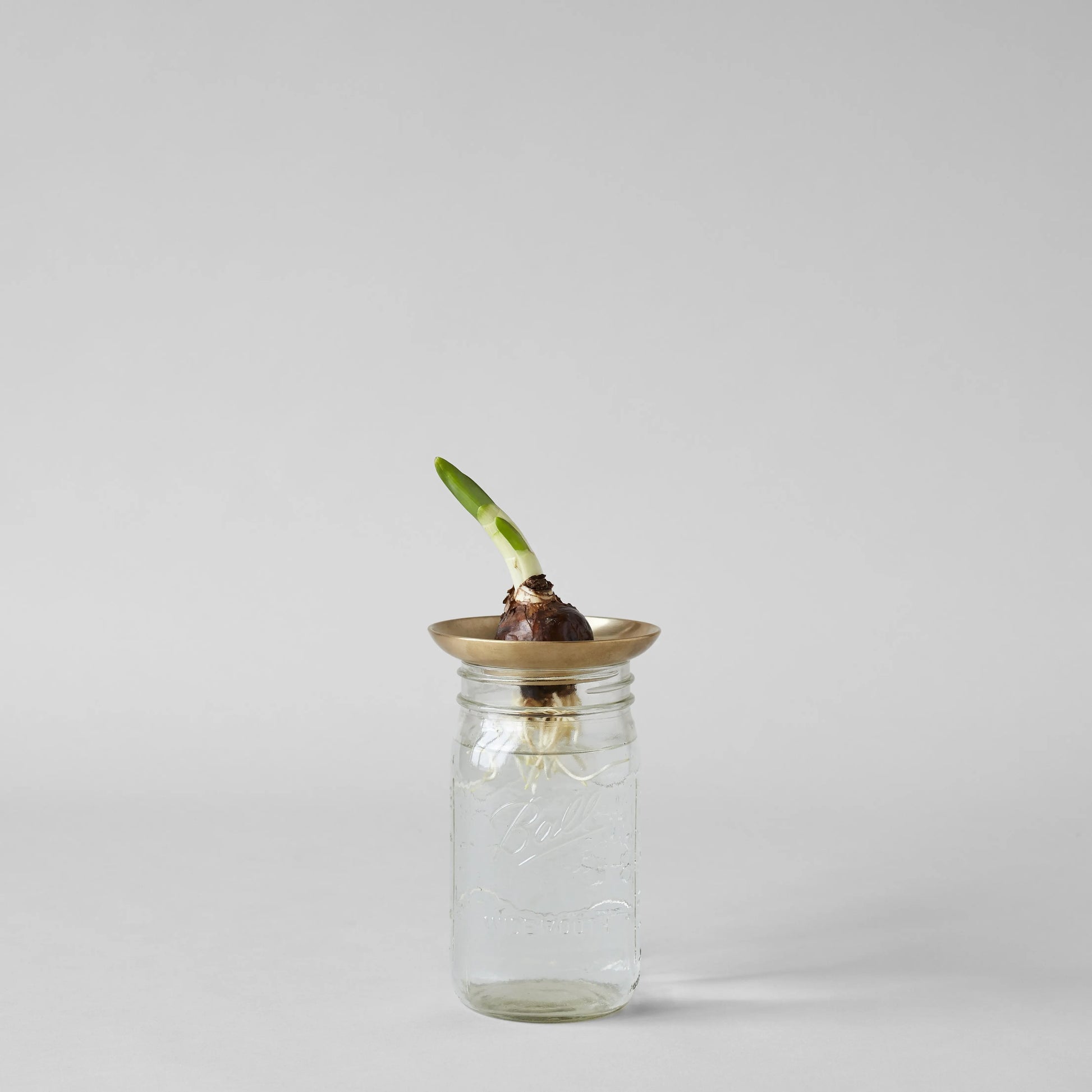 Brass Frogs Bloomist