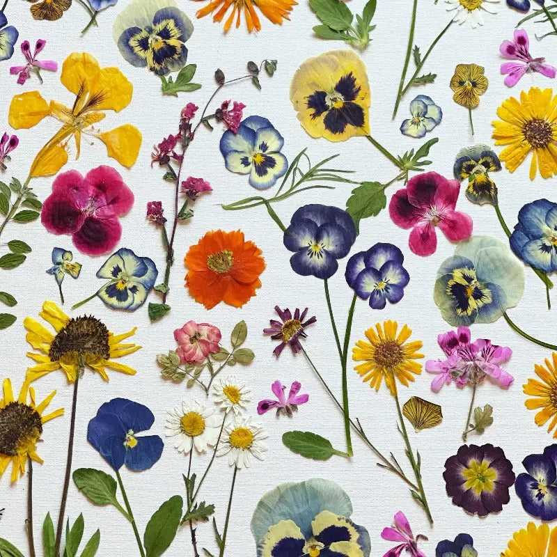 Edible Pressed Flowers Eat Your Flowers by Loria