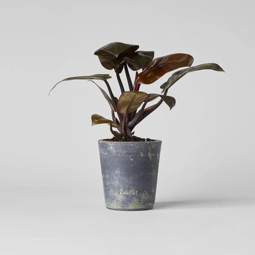 Basic Planter, Grey Patina Bloomist