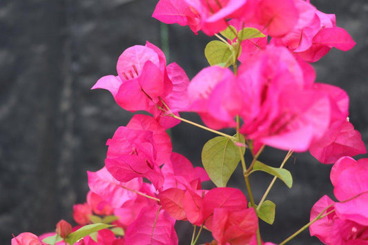 Bougainvillea Bonsai Tree Love My Bonsai