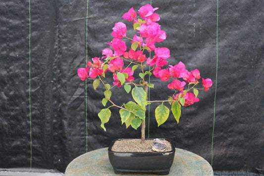 Bougainvillea Bonsai Tree Love My Bonsai