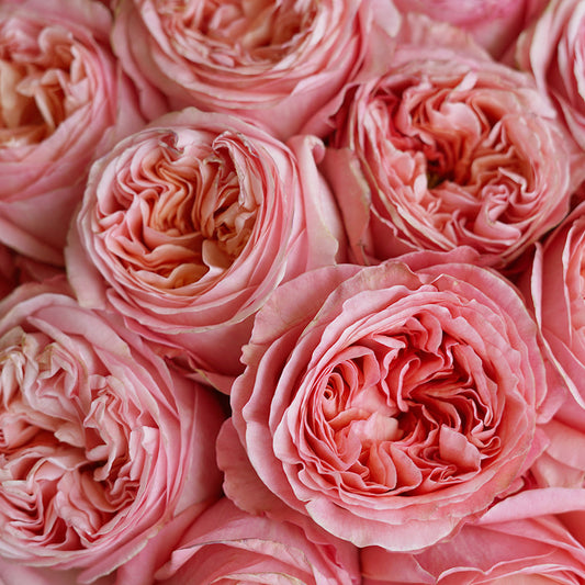 PEONY BEAUTY Rosaholics
