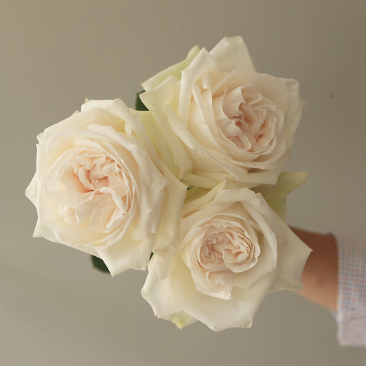 ROYAL WHITE Rosaholics