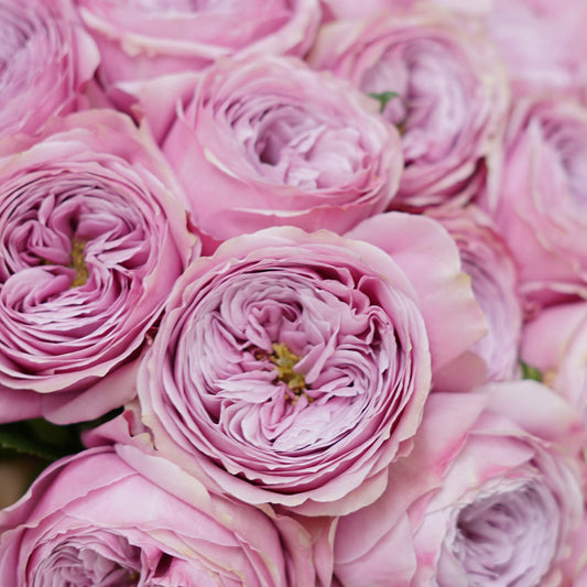 VINTAGE PEONY Rosaholics