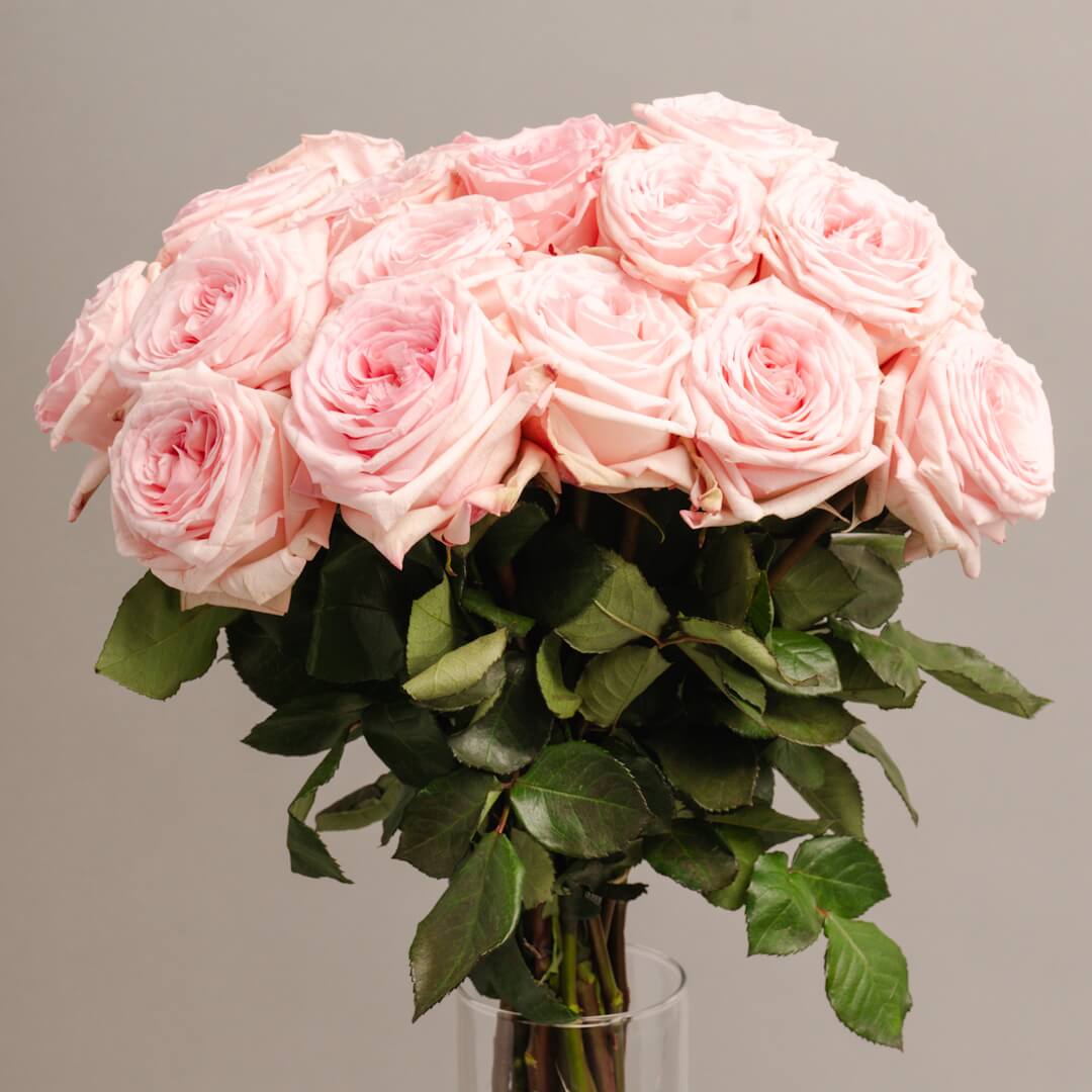 PINK SERENADE Rosaholics