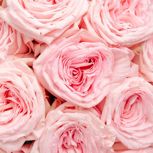 PINK SERENADE Rosaholics