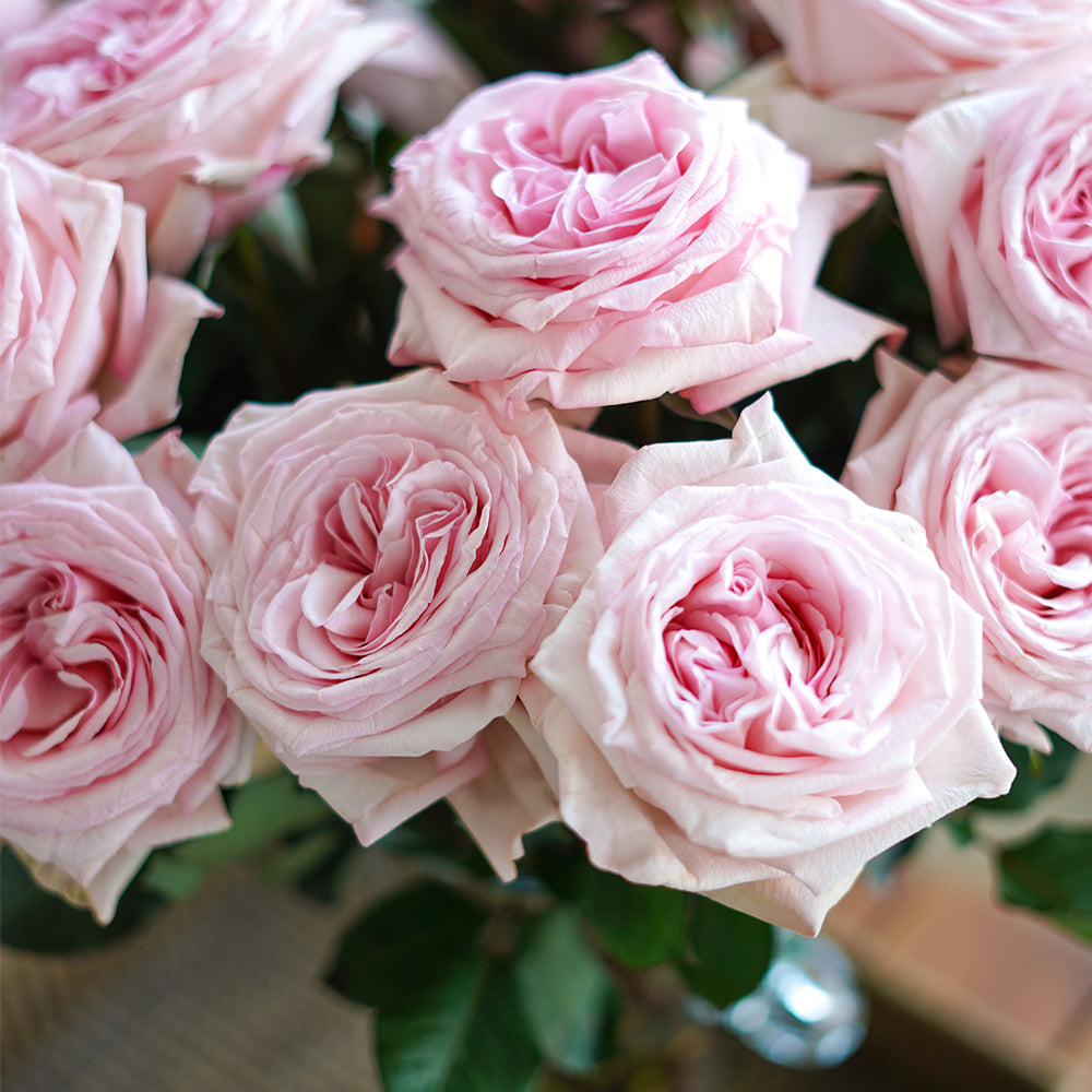 PINK SERENADE Rosaholics