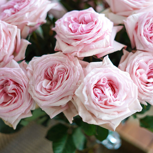 PINK SERENADE Rosaholics
