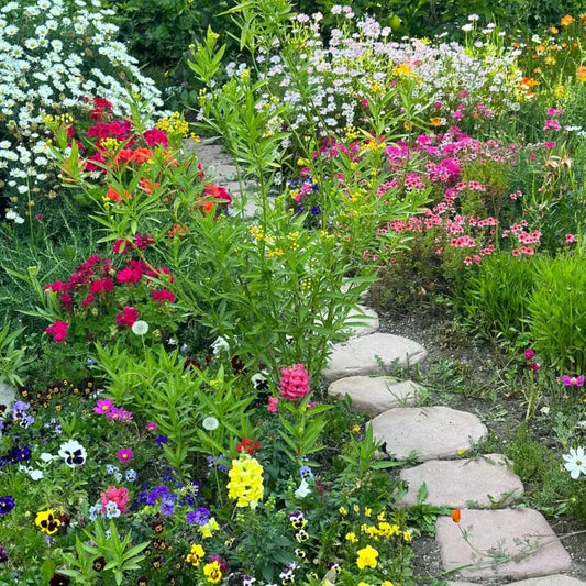 Edible Flower Seed Mix- 1 pack Eat Your Flowers by Loria