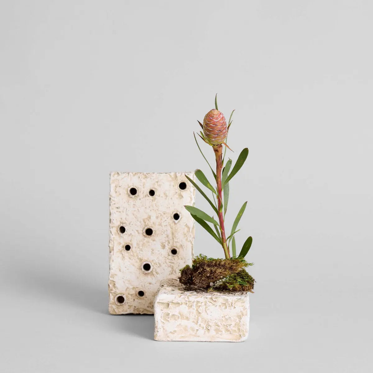 Ceramic Frog Block, White Patina Bloomist