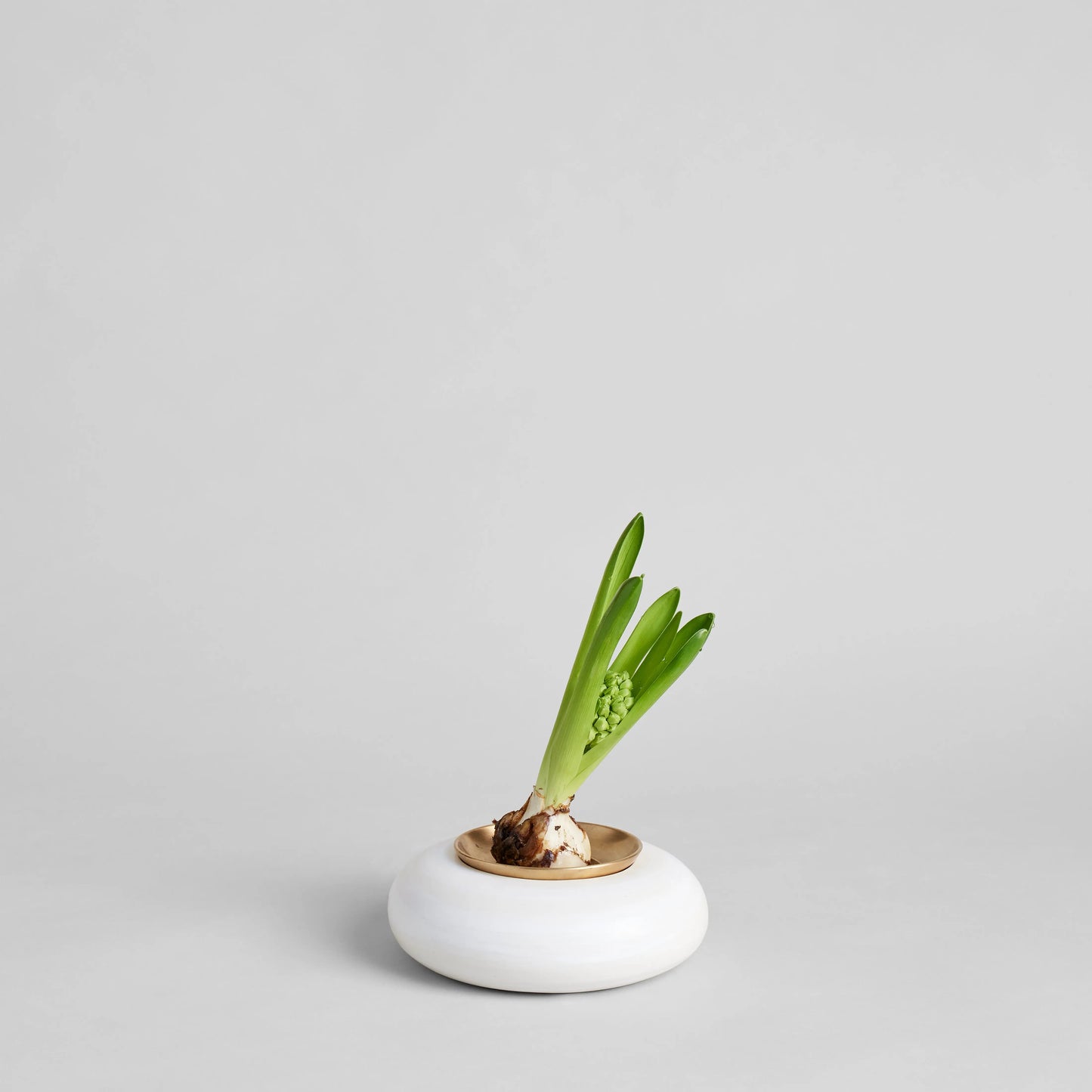 Brass Frogs Bloomist