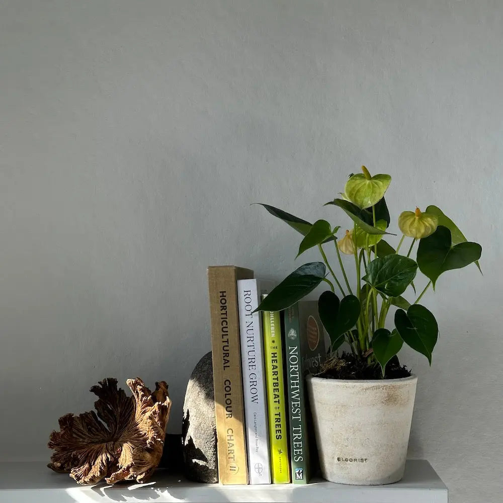 Basic Planter, White Patina Bloomist