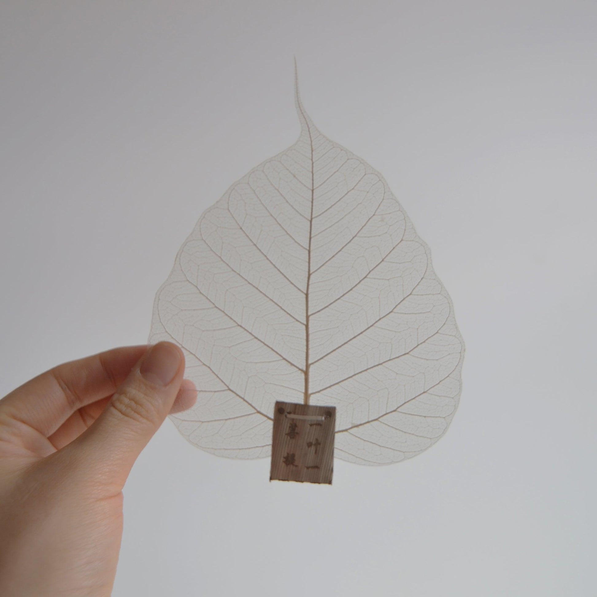 Natural Leaf Shape Tea Strainers CEDAR AND MYRRH