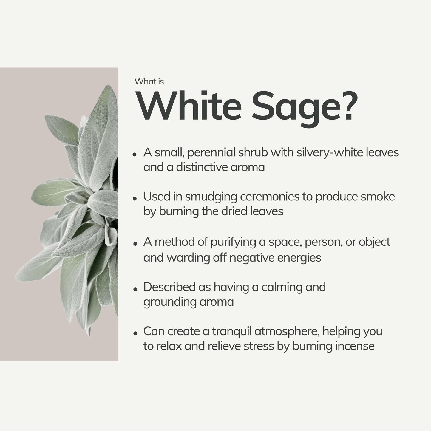 Organic White Sage Smudge Stick CEDAR AND MYRRH